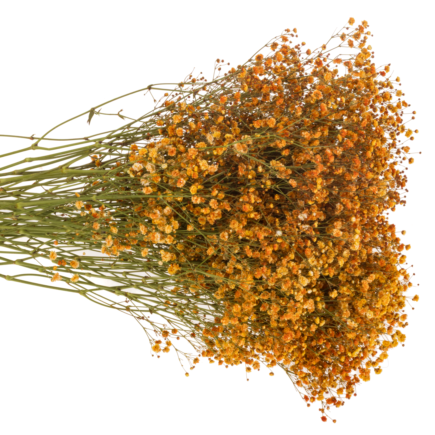 Gyps dunkel apricot Ecuador grosse Blüte 75 cm