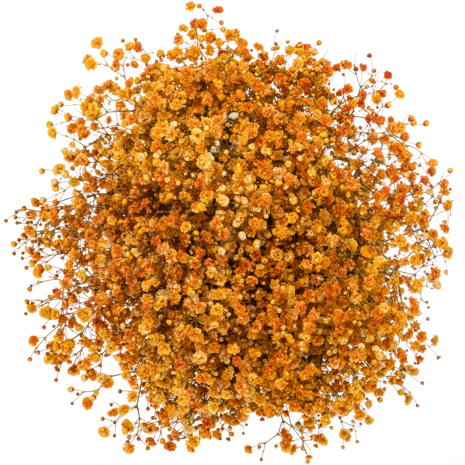 Gyps dunkel apricot Ecuador grosse Blüte 75 cm