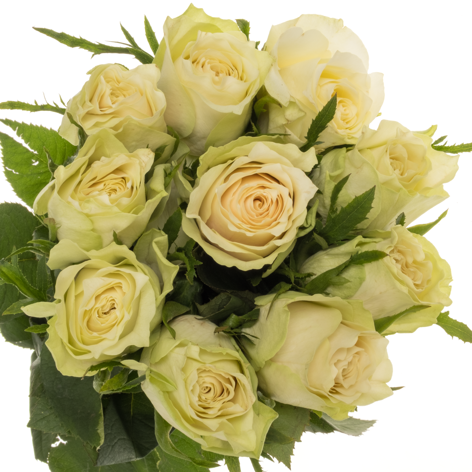 Rose creme/weiss Abby 60cm