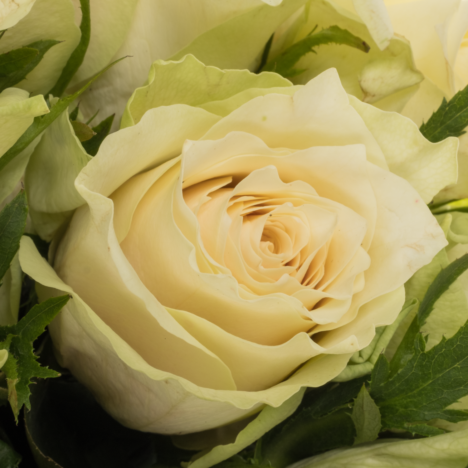 Rose creme/weiss Abby 60cm