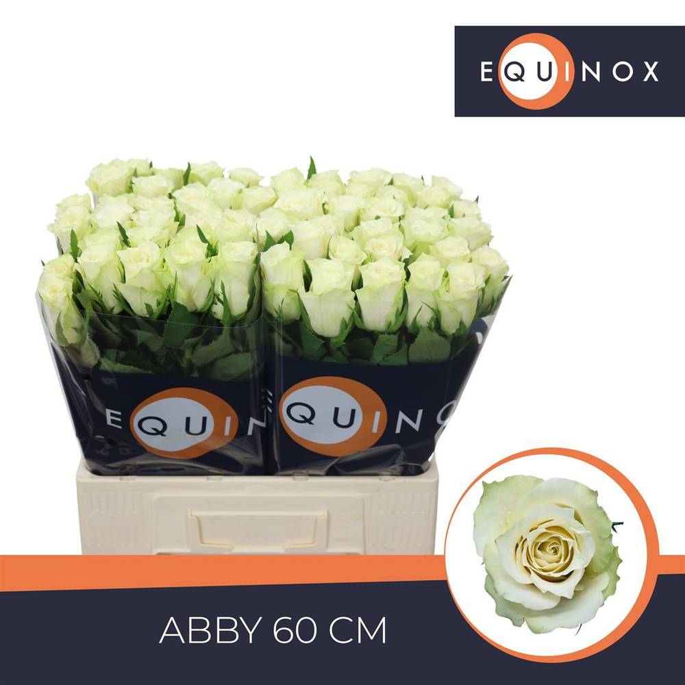 Rose creme/weiss Abby 60cm