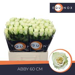 Rose creme/weiss Abby 60cm