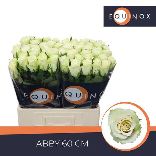 Rose creme/weiss Abby 60cm