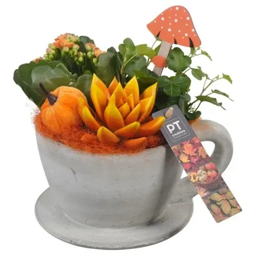 Kal.Arr PTHI5483 Herbst T17 H020