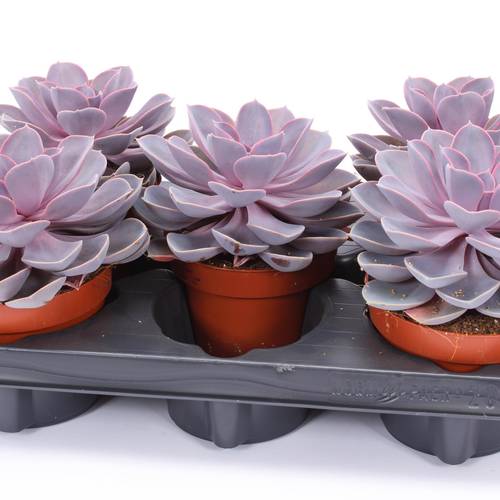 Echeveria Purple Pearl T12 H015
