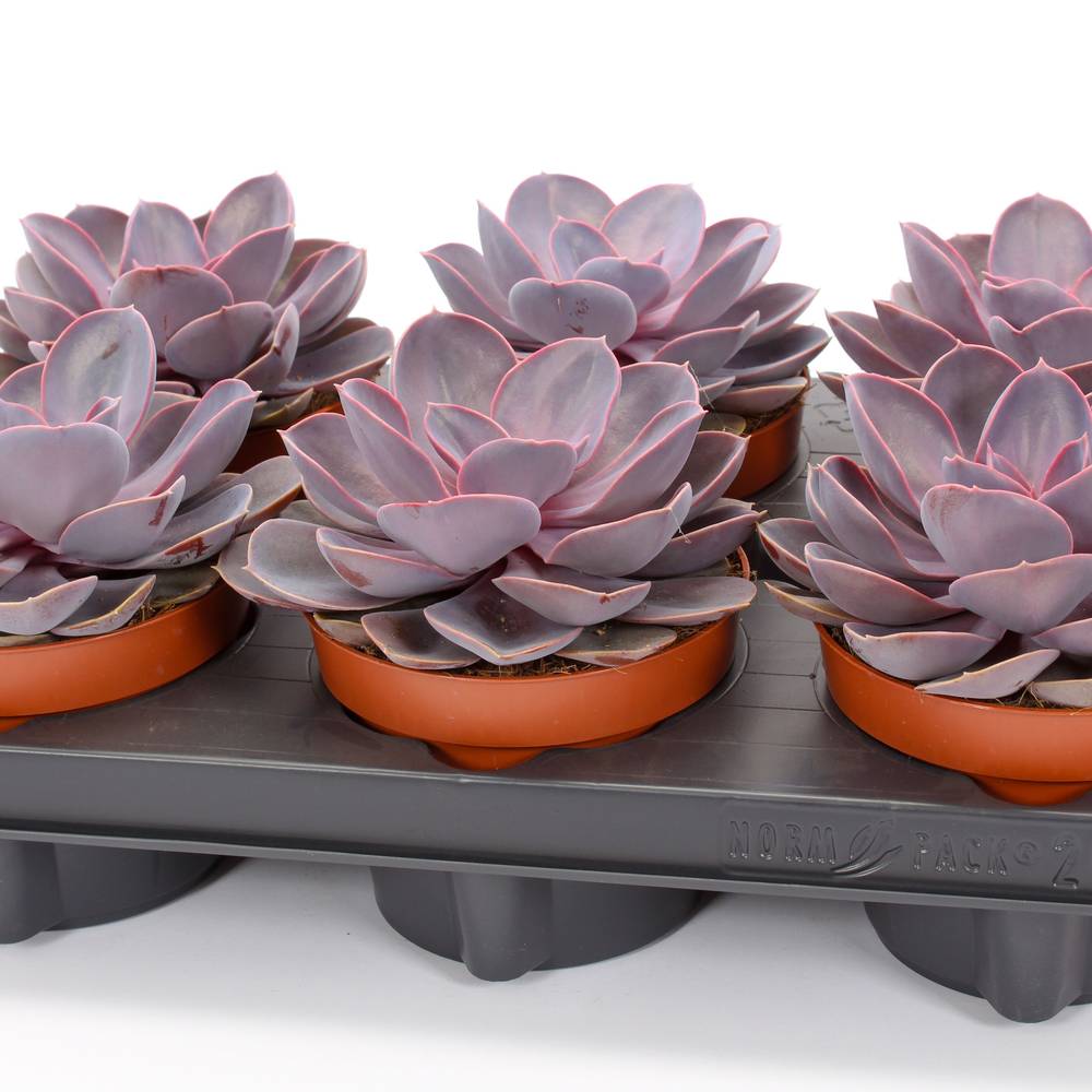 Echeveria Purple Pearl T12 H015