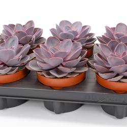 Echeveria Purple Pearl T12 H015