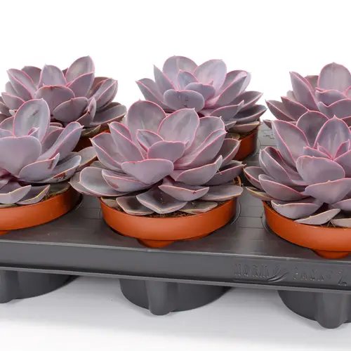 Echeveria Purple Pearl T12 H015