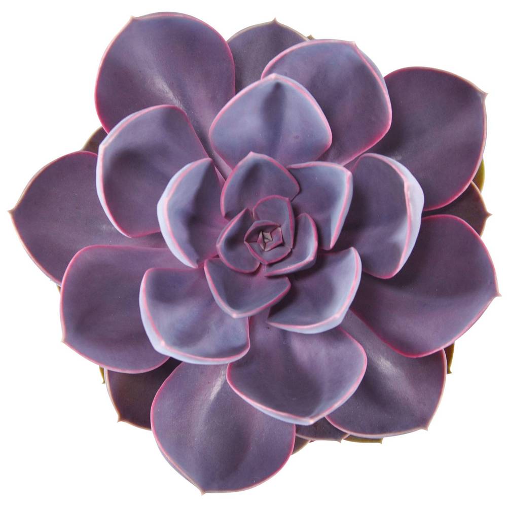 Echeveria Purple Pearl T12 H015