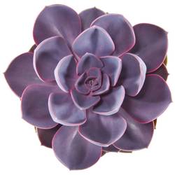 Echeveria Purple Pearl T12 H015