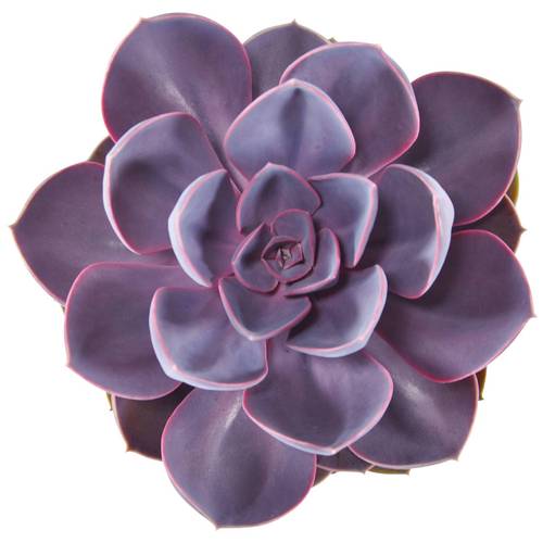 Echeveria Purple Pearl T12 H015
