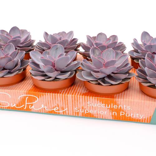 Echeveria Purple Pearl T12 H015