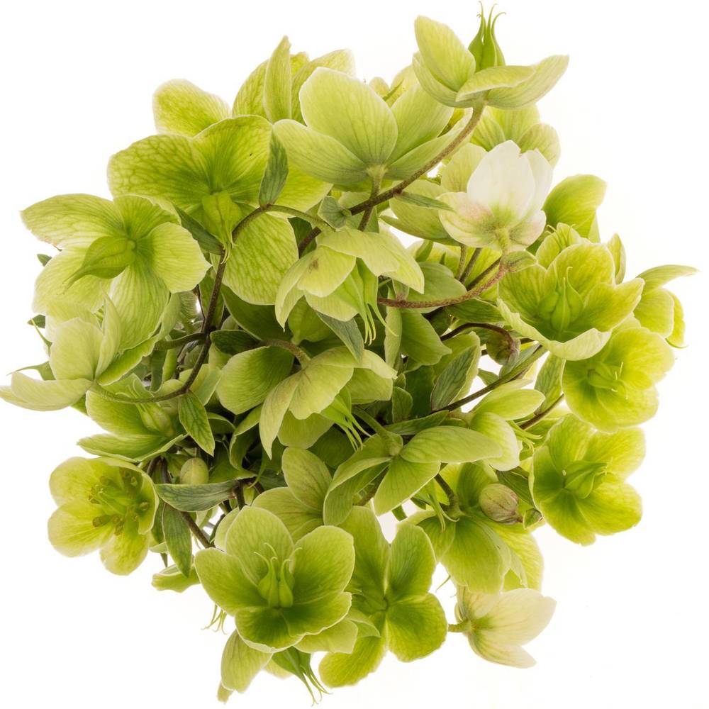 Helleborus grün Magnific Bells 50cm x20