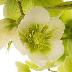 Helleborus grün Magnific Bells 50cm x20