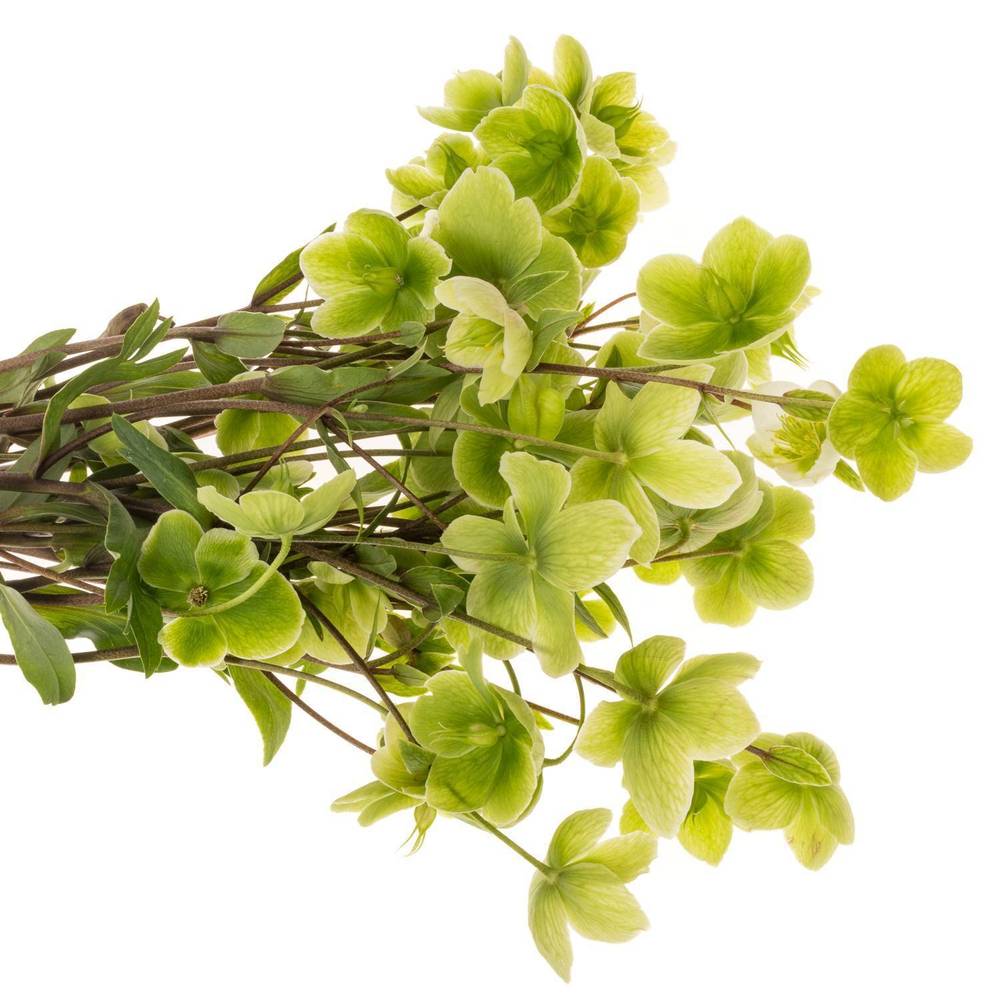 Helleborus grün Magnific Bells 50cm x20