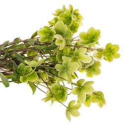 Helleborus grün Magnific Bells 50cm x20