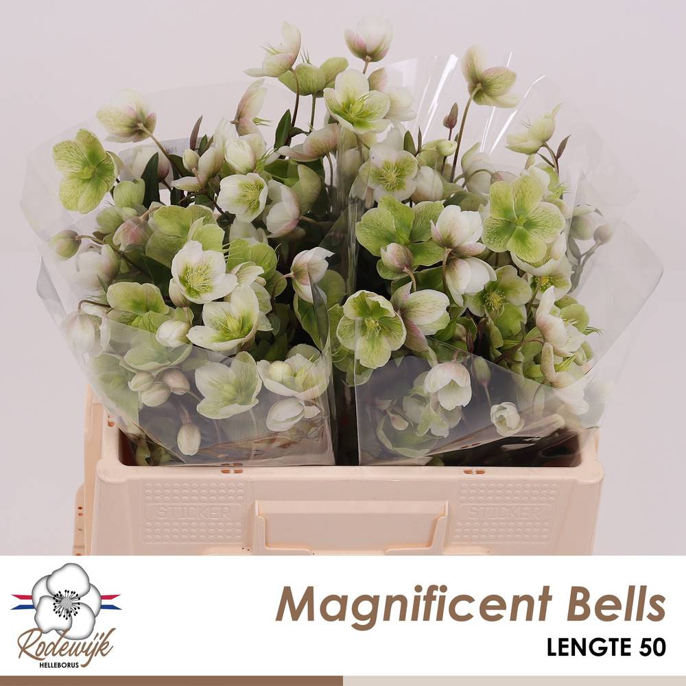 Helleborus grün/creme Magnificent Bells 50cm