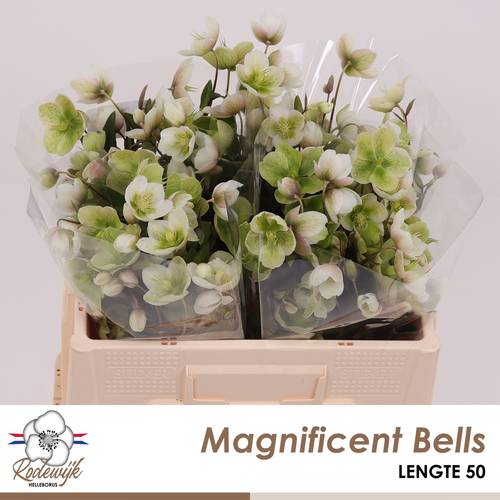 Helleborus grün/creme Magnificent Bells 50cm