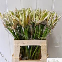 Nerine creme/weiss White Tiger 60cm