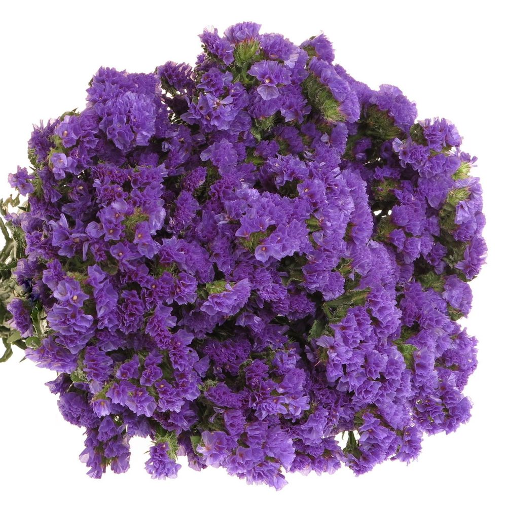 Statice blau 30 Gramm 60cm