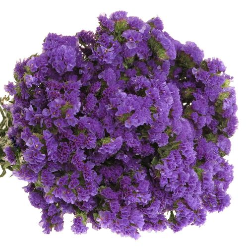Statice blau 30 Gramm 60cm