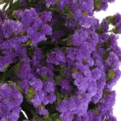 Statice blau 30 Gramm 60cm