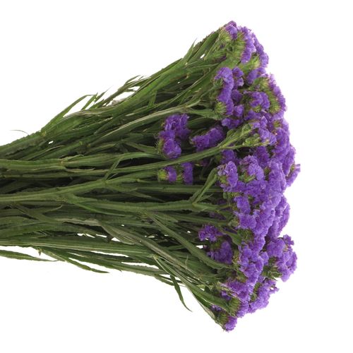 Statice blau 30 Gramm 60cm