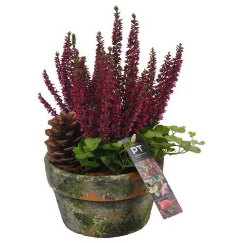 Garten.Arr PTHO4253 Herbst T15 H028