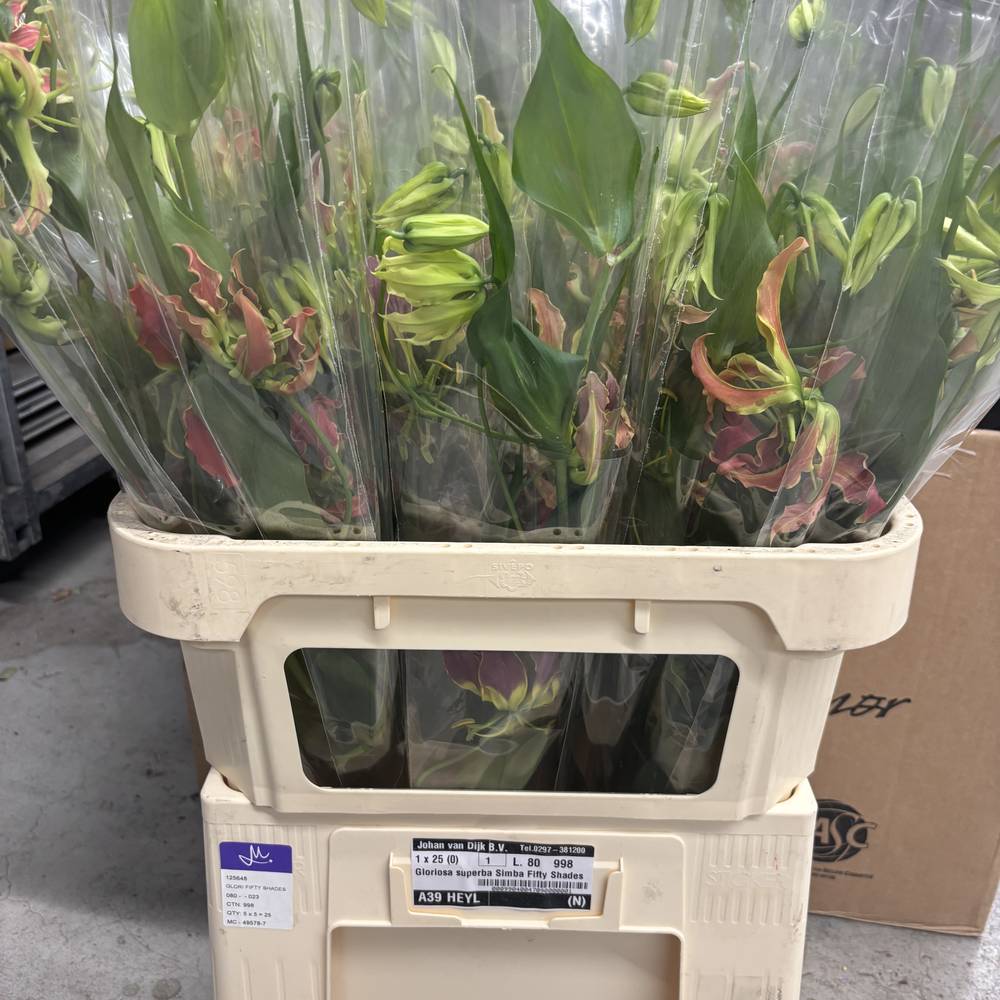 Gloriosa mix 80cm