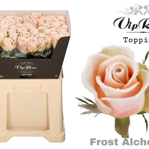 Rose apricot/weiss Frost Alchemy 60cm