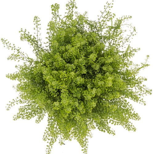 Thlaspi grün Green Bell 25Gramm 80cm