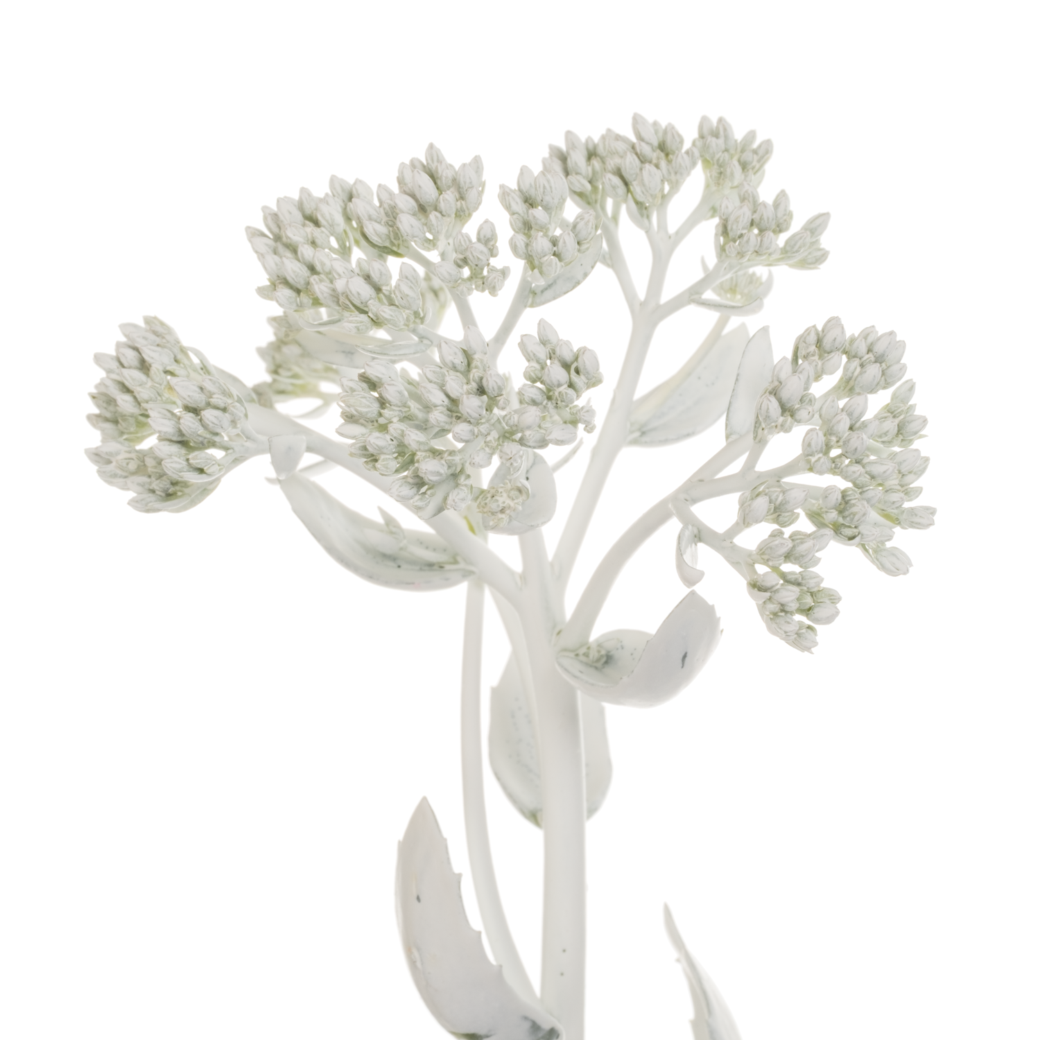 Sedum gefärbt weiss White 55cm