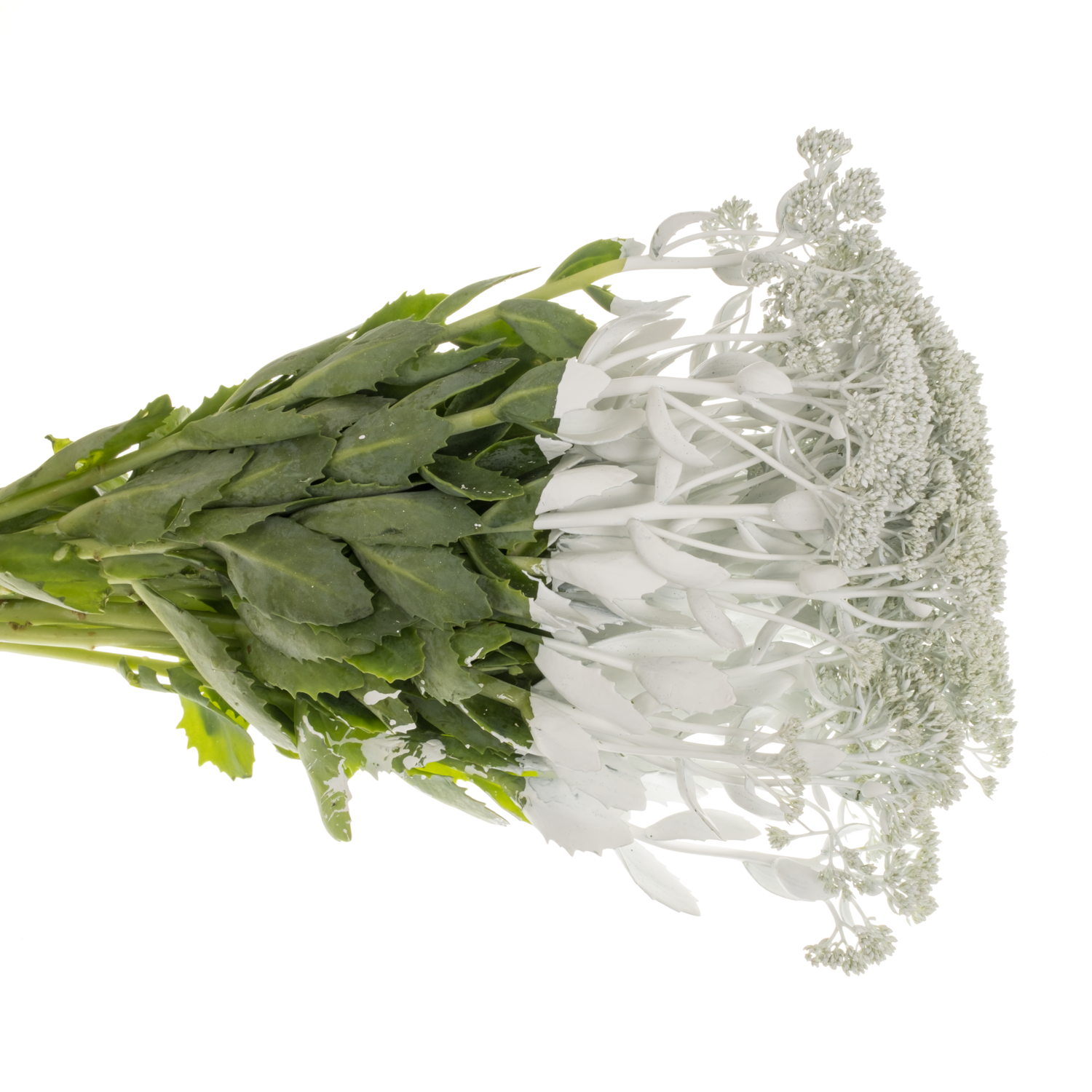 Sedum gefärbt weiss White 55cm