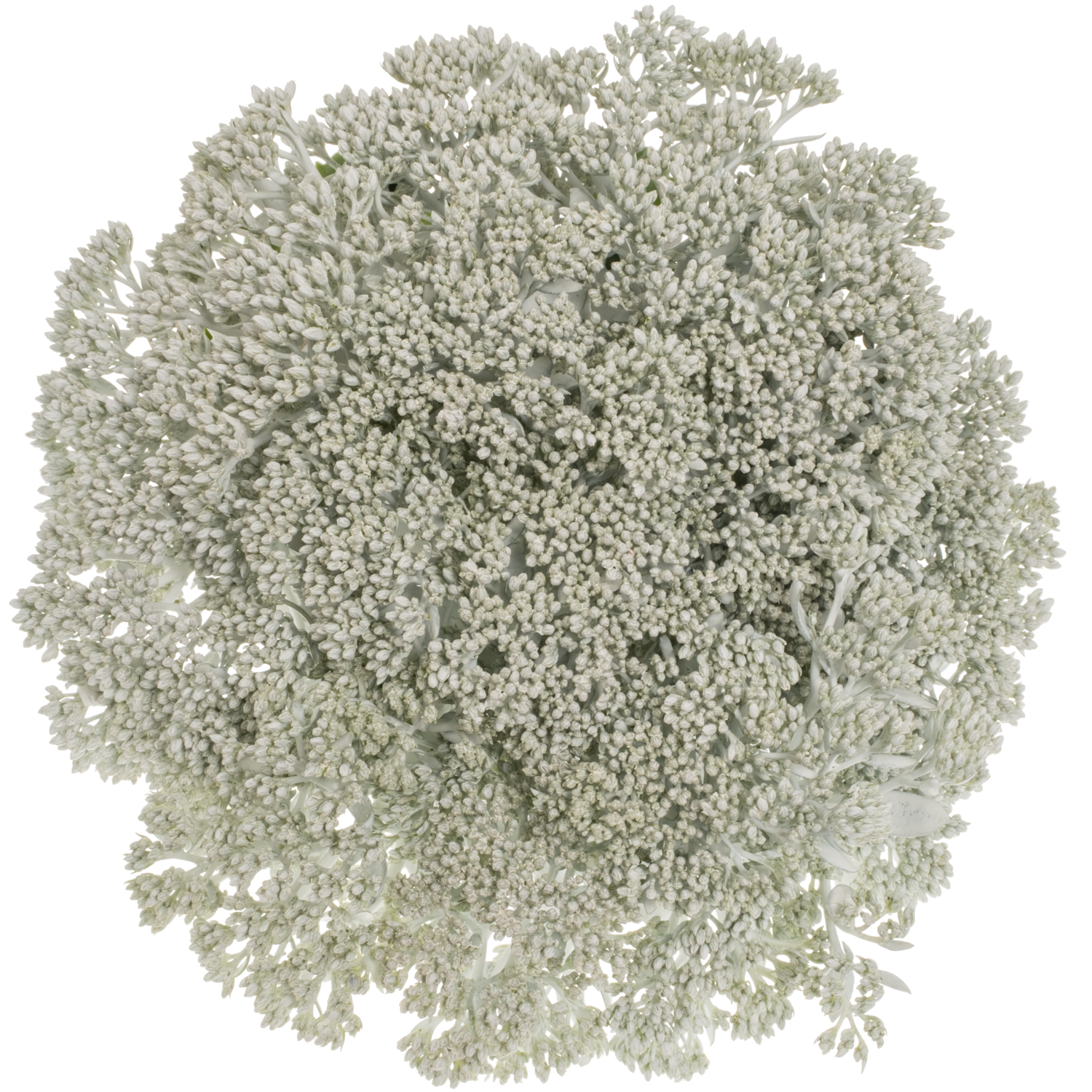 Sedum gefärbt weiss White 55cm