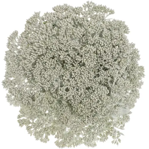 Sedum gefärbt weiss White 55cm