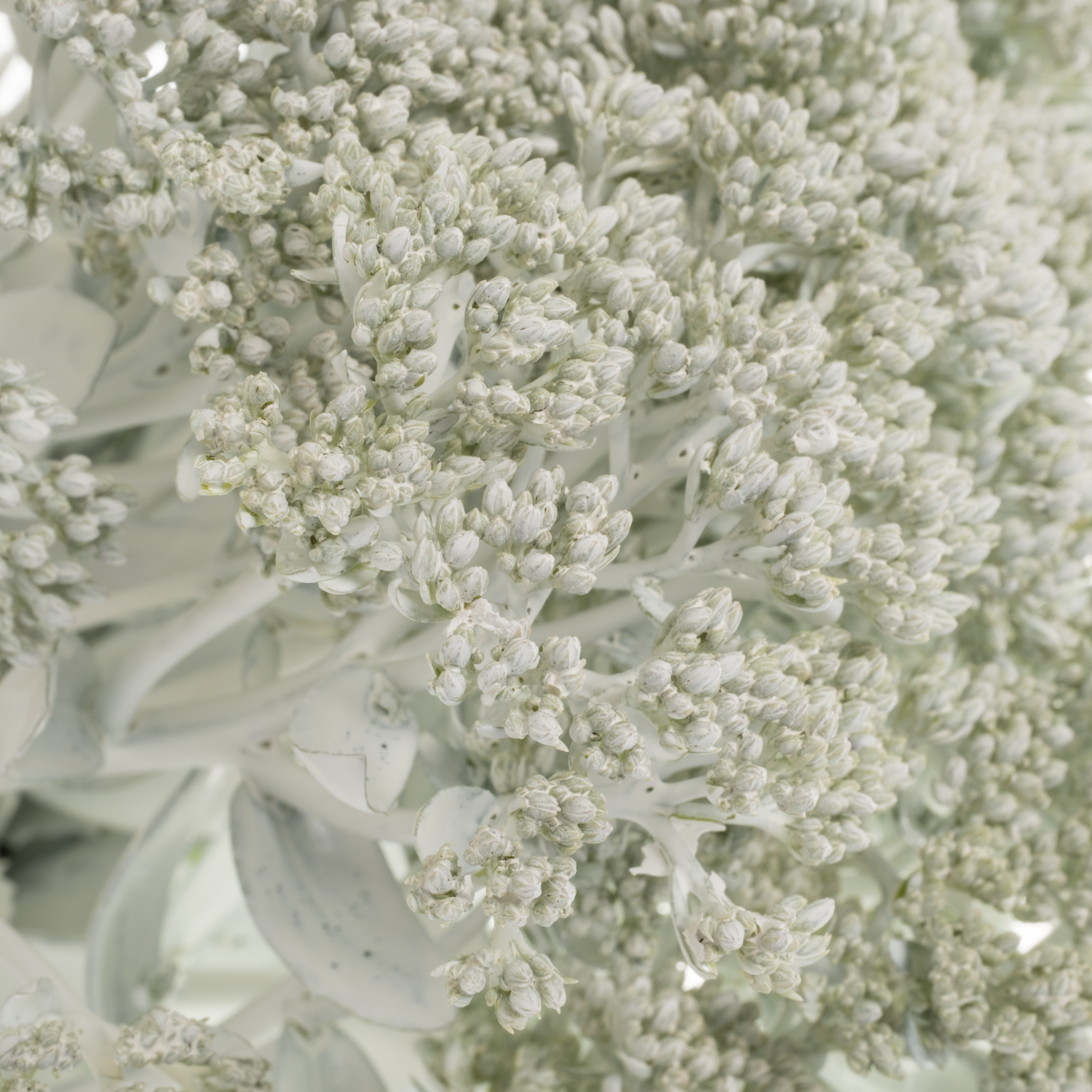 Sedum gefärbt weiss White 55cm
