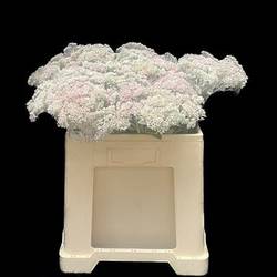 Sedum gefärbt weiss White 55cm