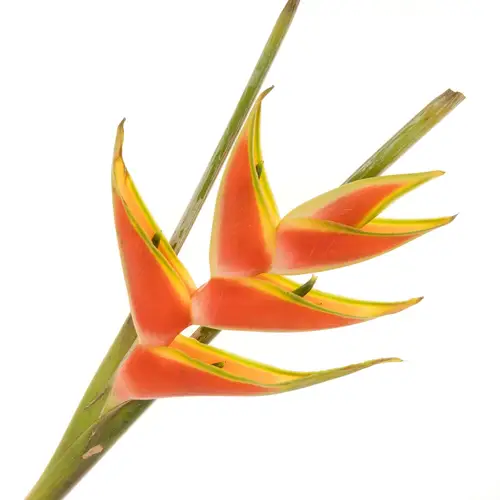 Heliconia rot/orange Jewel 80cm X14