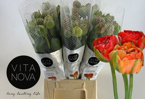 Franz.rot/gelb Pioen Gudoshnik 45 Gramm 40cm