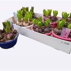 Hyazinthe 5er mix schale Schnapch. Von Uhr T16 H012