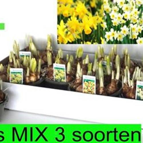 Narzisse mix schale Schnapch. Von Uhr T16 H012