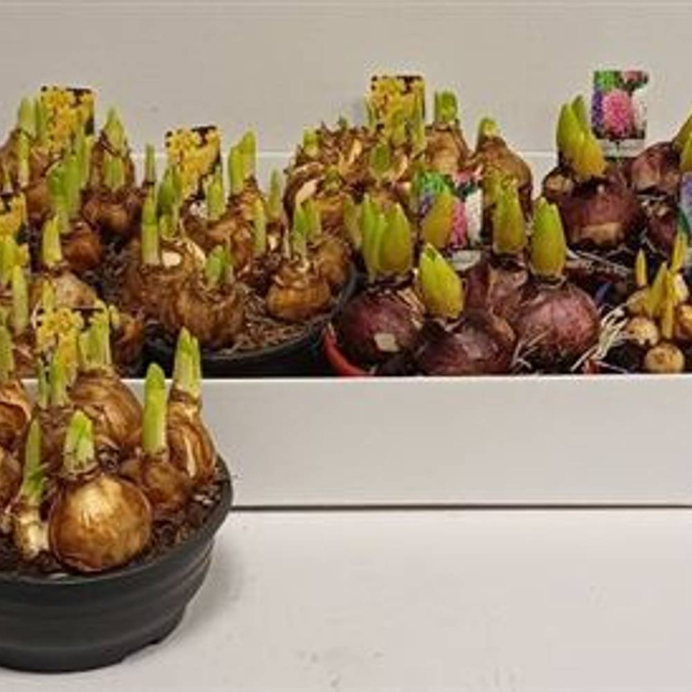 Zwiebel mix schale Schnapch. Von Uhr T16 H012