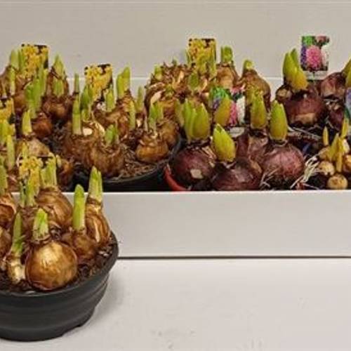 Zwiebel mix schale Schnapch. Von Uhr T16 H012