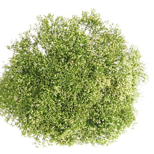 Tragelium weiss Import X50 70cm