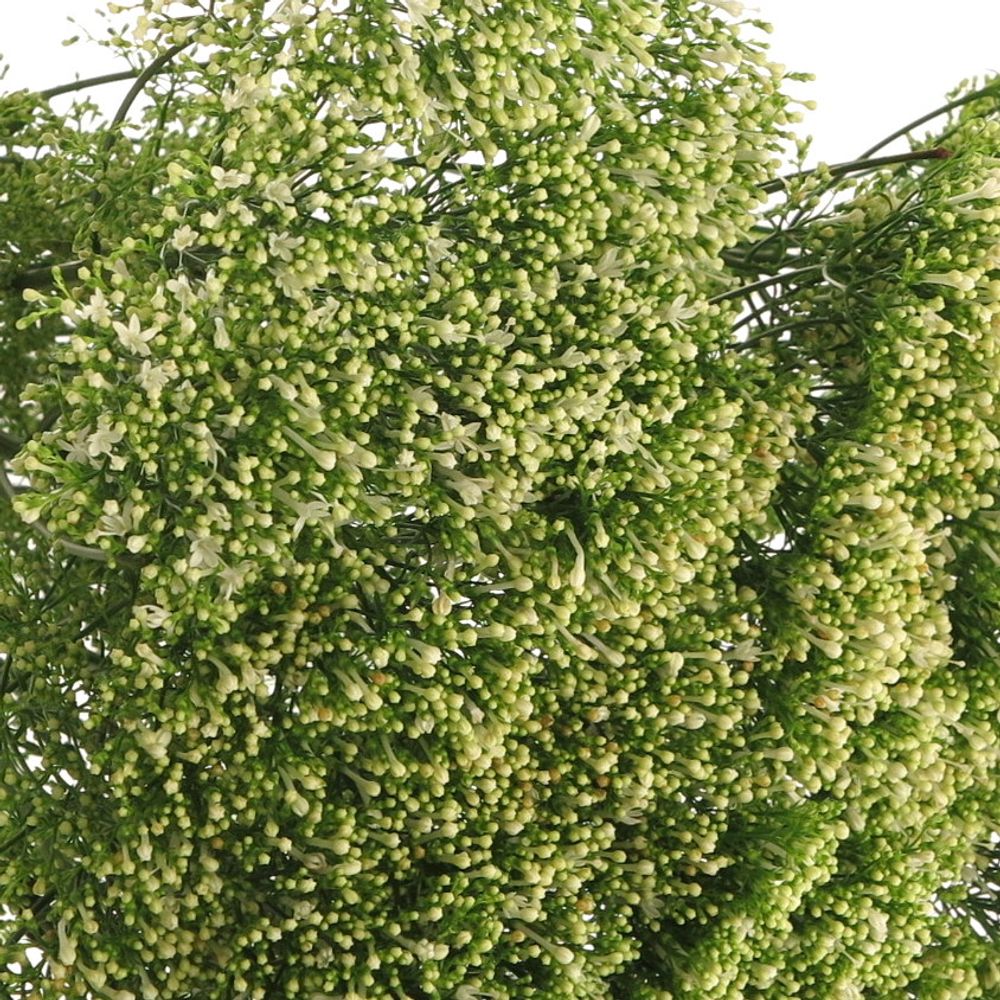 Tragelium weiss Import X50 70cm