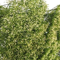 Tragelium weiss Import X50 70cm