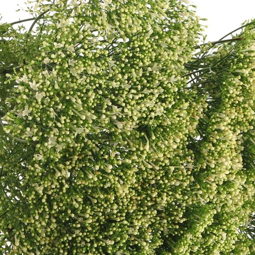 Tragelium weiss Import X50 70cm