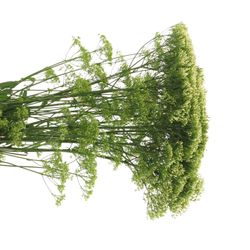 Tragelium weiss Import X50 70cm