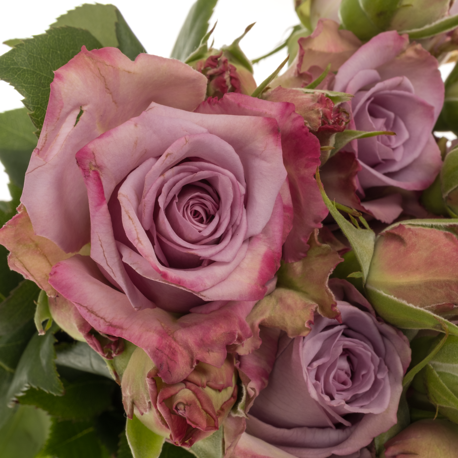 Rose Freiland lila Armando 1+Blüte 40cm