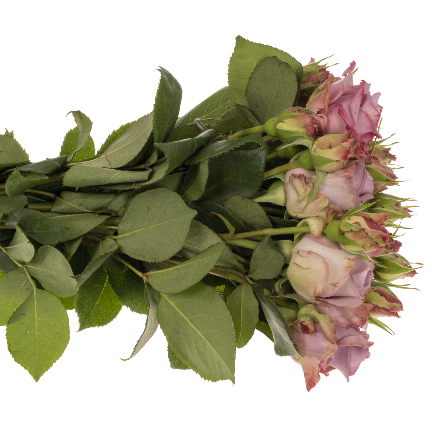 Rose Freiland lila Armando 1+Blüte 40cm